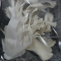 画像483